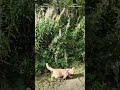 Меткий кот