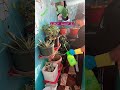 احذر من الامراض الفطريه ف نباتاتك واستخدم مبيد حشري للوقايه #foryou #اكسبلور #ترند #plants