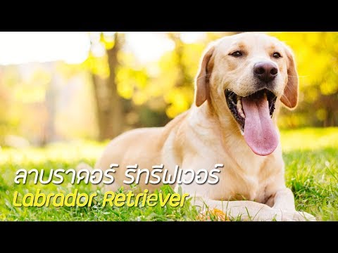 รู้จักสุนัขพันธุ์ ลาบราดอร์ รีทรีฟเวอร์ (Labrador Retriever) สุนัขที่สามารถหาวัตถุอันตรายได้ !!