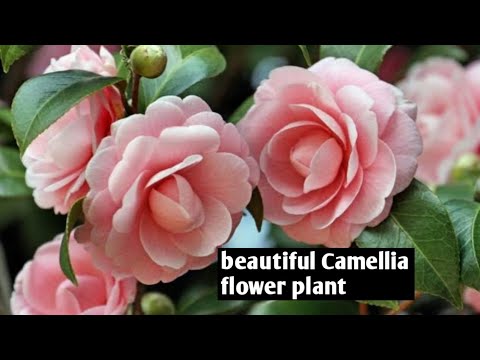 Video: Uvjeti uzgoja Chamelaucium - Njega biljaka za biljke Chamelaucium Waxflower