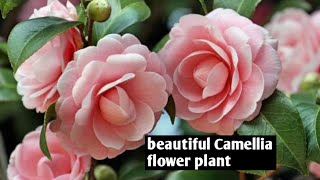 How to grow and care Camellia flower plant in winter care tips in summer care tips.