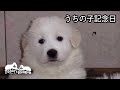 【うちの子記念日】ルンルンが家族になって8年経ちました　Great Pyrenees　グレートピレニーズ