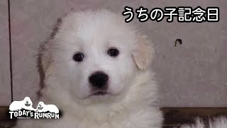 【うちの子記念日】ルンルンが家族になって8年経ちました　Great Pyrenees　グレートピレニーズ