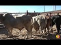 ¡¡Porrazera el jaripeo con causa en tala!! Rancho los ejecutores y fuerza guerrera rancho san Miguel