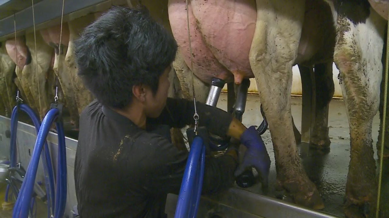 Dairy Farmers Losing Canadian Milk Markets YouTube