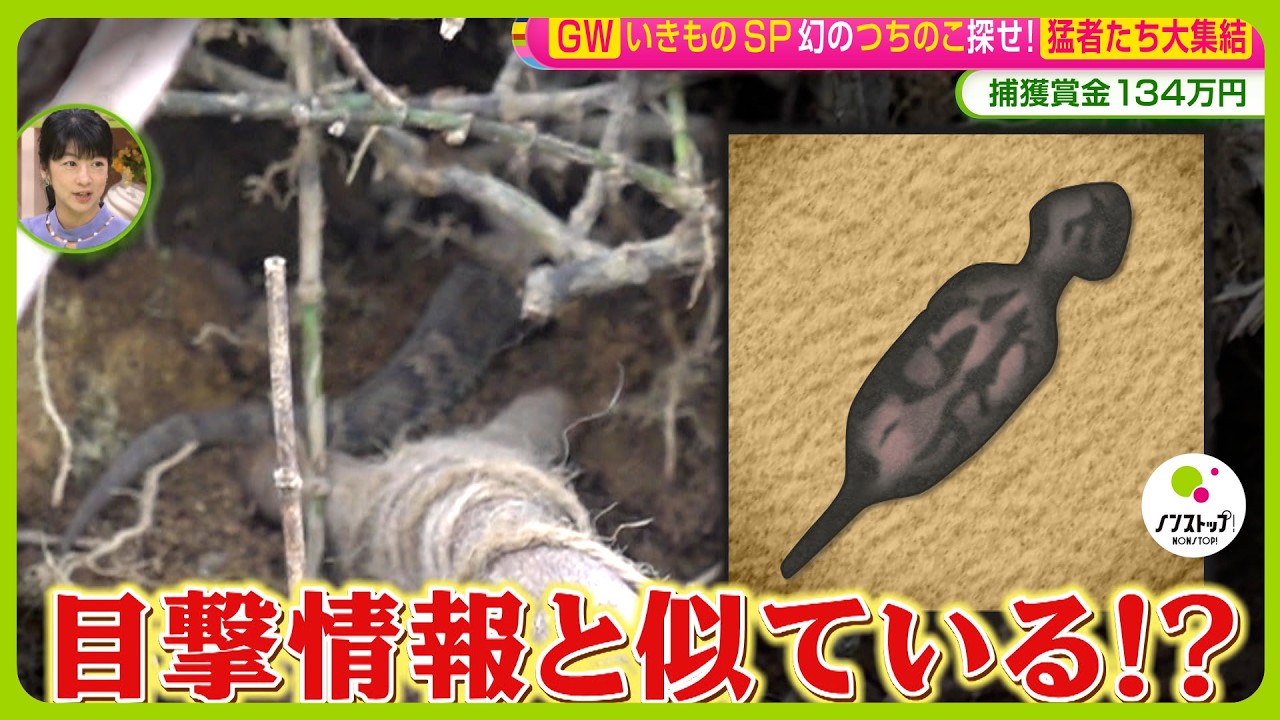 幻の ｢ツチノコ｣ 発見なるか！？ 捕獲賞金134万円 岐阜・東白川村に