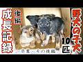 【子犬10匹　保護】野犬の群れの子犬１０匹を保護した成長記録　【後編 】