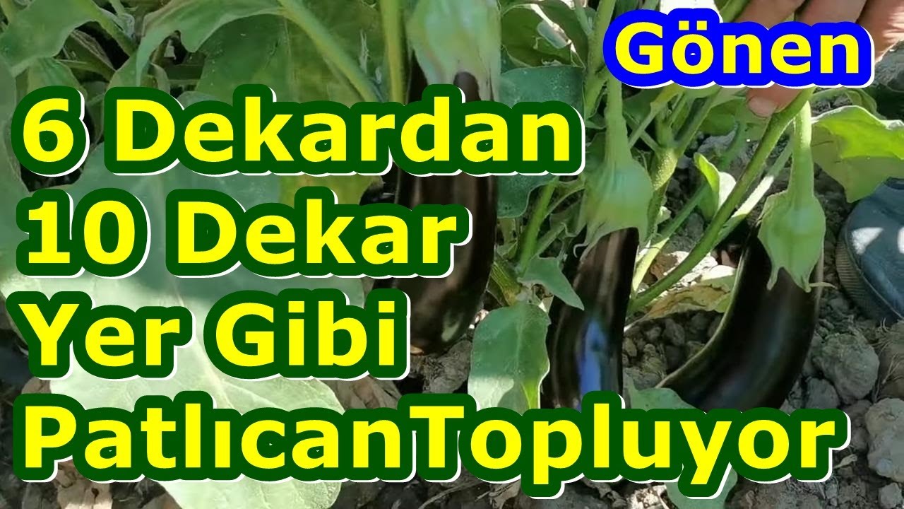 Gönen - Patlıcanda Yüksek Verim Sağlamak - Renk - Kalite- Parlaklık - Çiçeklenme - Patlıcanda Kuruma