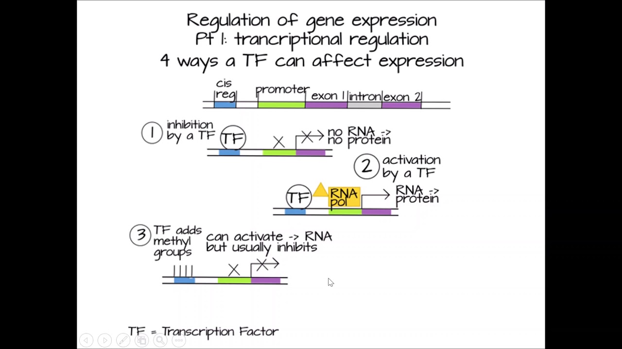 Regulation of Gene Expression - Overview - YouTube