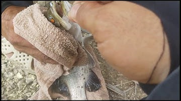 Câu cá Chẽm lá đầm thiên nhiên của cần thủ Bông Lau | Sông Nước Cần Giờ - Châu Huỳnh.