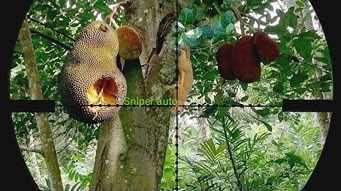 (pest control) lagi2 habiskan nangka, yg punya gk sempat panen/g percaya,,?