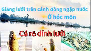 Trải nghiệm đi giăng lưới bén-Tập 3-Thăm lưới lúc sáng dính 4kg mấy-Cá to không-Hiếu Nguyễn 789 TV