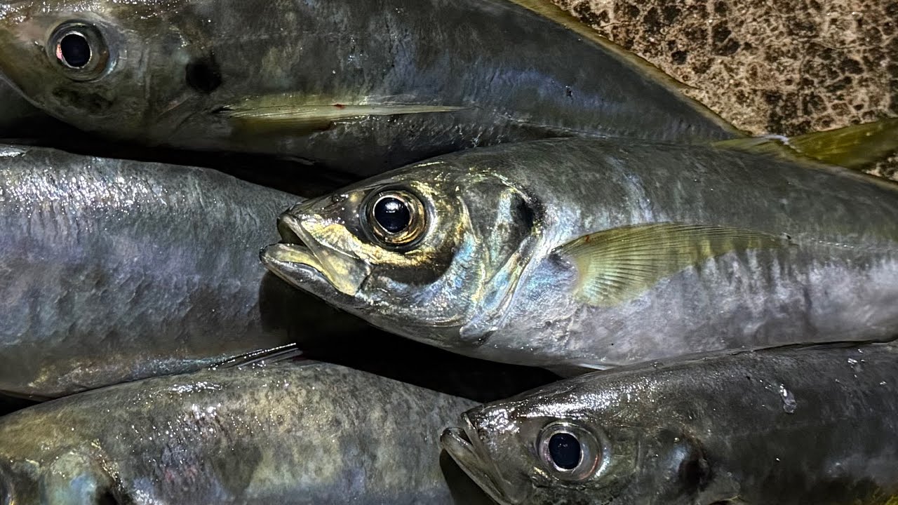 アジフライを釣りに