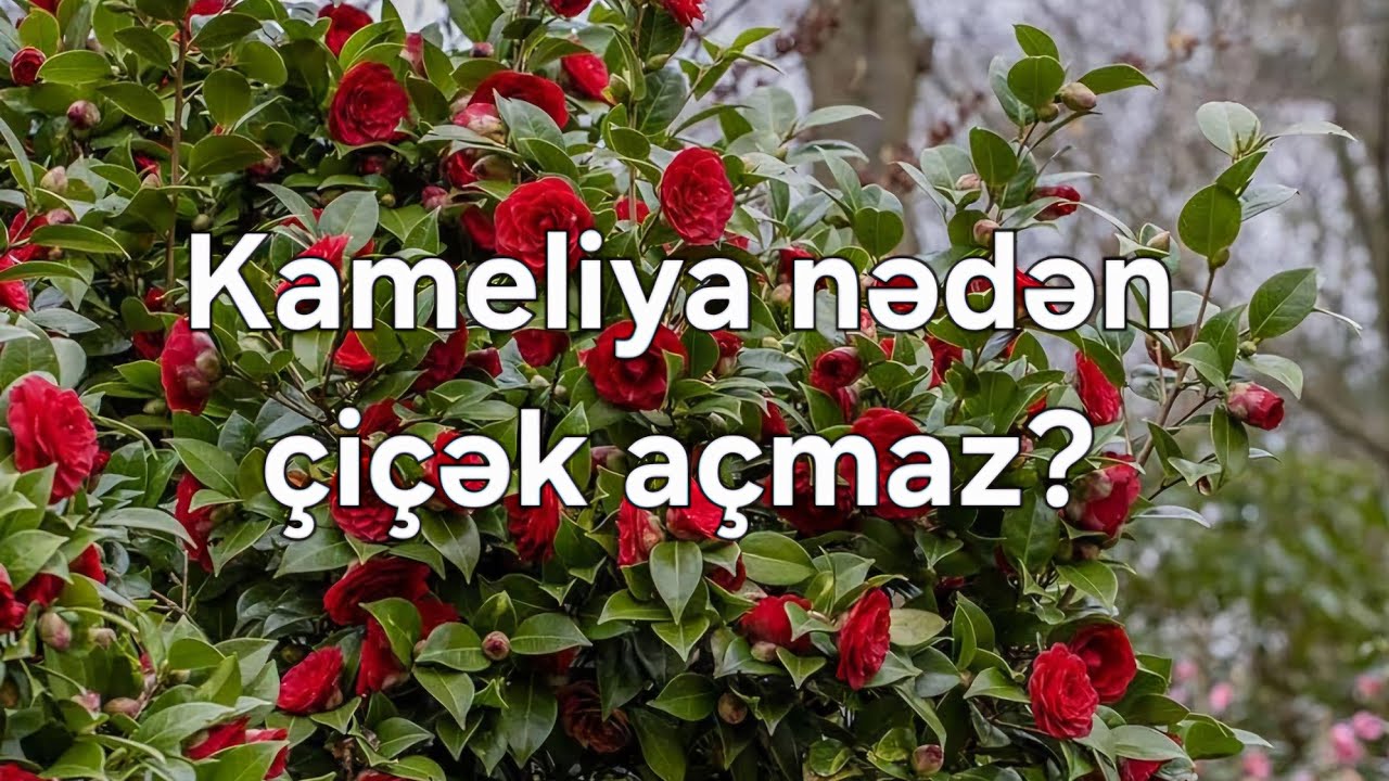 Kameliya neden çiçek açmaz? Azer Qurbanov/ #kamelia #azərqurbanov #garden