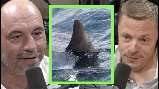 Joe Rogan | Why Shark Fishing is Controversial w/Steve Rinella