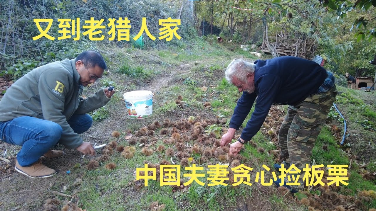 又到希腊山村，老猎人夫妻迫不及待想看自己的视频，中国夫妻贪心捡板栗