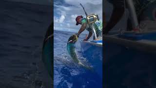 Mahi-Mahi hunt in the Pacific