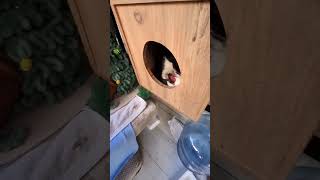 Pisi Place 'ta doğum yapan güzel anneye, annesiz kalan tatlı yavruyu emanet ettik. #turkishcat #kedi