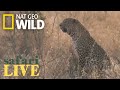 Safari Live - Day 21 | Nat Geo WILD