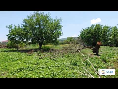 იყიდება მიწის ნაკვეთი დიდ დიღომში