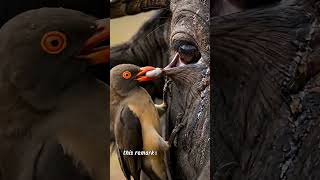 Why Africa's Giants Need This Bird