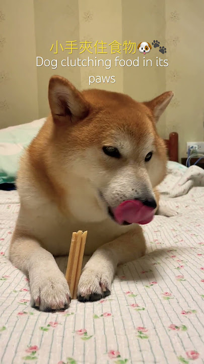 Adorable Dog Clutches Snack Like a Tiny Human! 🐾🍪