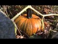 How to Quickly Ripen A Pumpkin