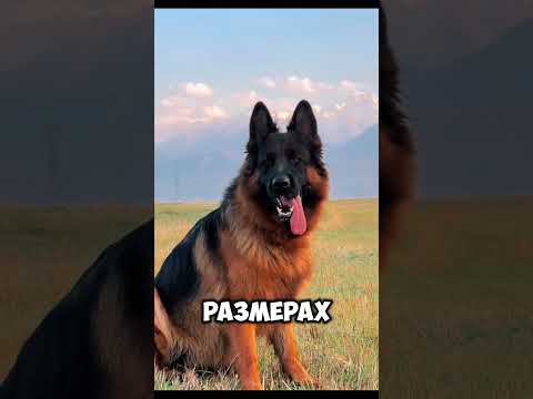 Немецкая овчарка — король службы уже 50 лет #знания #животные #animals #немецкаяовчарка