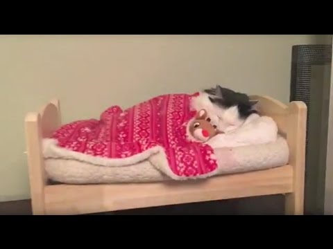 Cat Puts Herself to Sleep in Tiny Human Bed