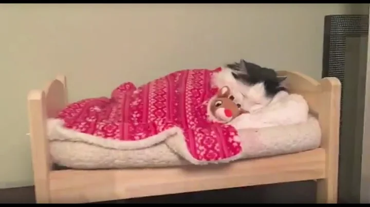 Cat Puts Herself to Sleep in Tiny Human Bed - DayDayNews