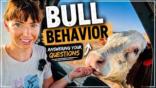 Answering Your Biggest Questions About Bulls