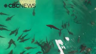 This Vanderhoof hatchery gives people a rare chance to see a Nechako white sturgeon