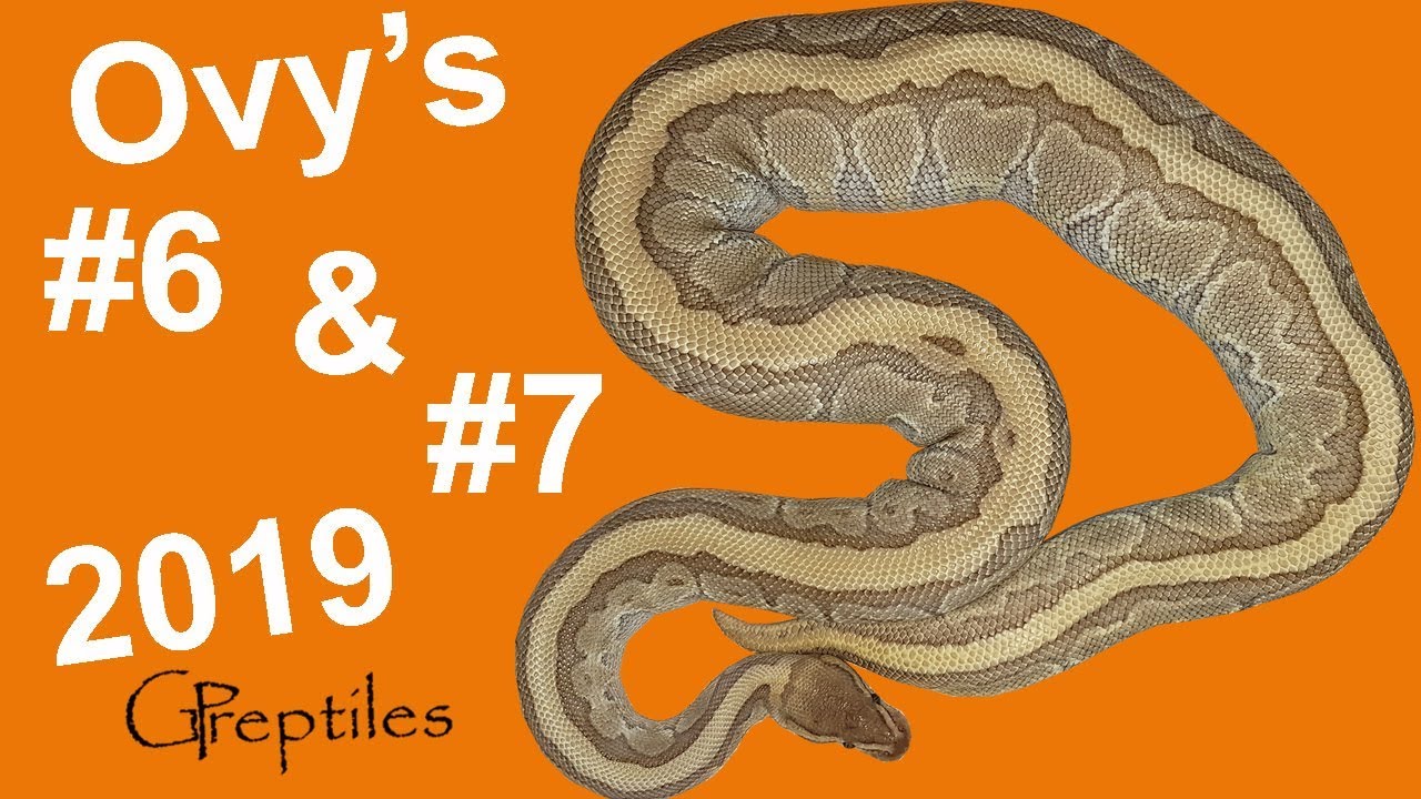 królewskie piwo Another Two Ball Python Ovulations!