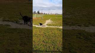 When Detroit Residents Let You into Their Private Dog Park on Your Roadtrip ‍