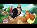 أفضل قصص تربوية الدجاجة الذكية والطيور الغبية 