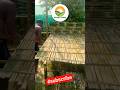 Hello guys #bhanufarm #assam #puchufamily #shorts #latamangeshkar #kishorekumar #farming #subscribe