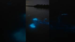 A Wild Swimming Through The Bioluminescence