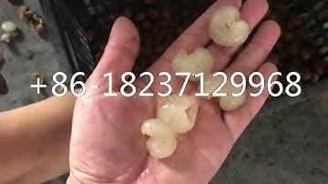 longan seed removing pitting machine longan core separating pitter machine