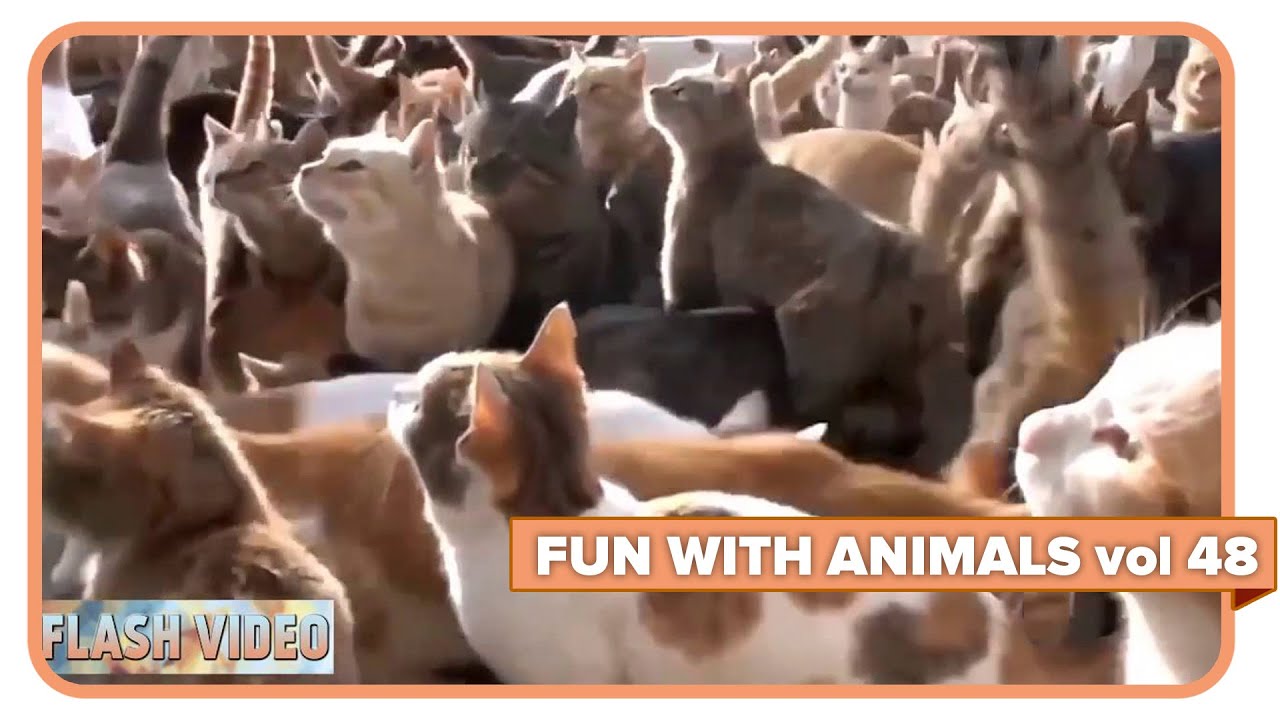 FUN WITH ANIMALS vol 48 TOP FAIL VINES WEEK COMPILATION YouTube