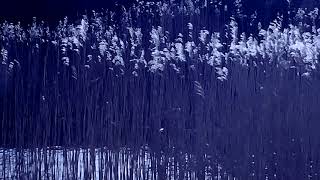 Reflection No. 1 (Official Music Video)
