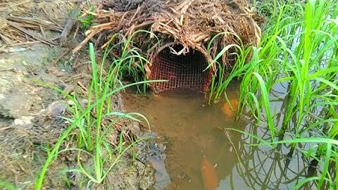 Đặt Lợp Ếch Địa Hình Này Cũng Êm /Út Miền Tây