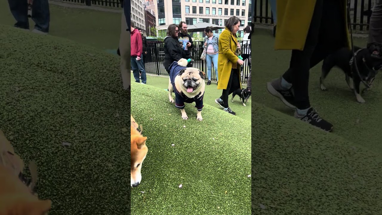 The Pug Meet Up in New York City. It was a fun event 