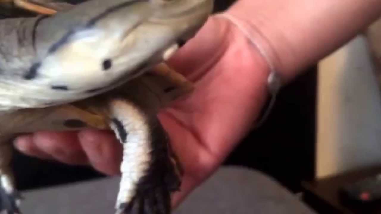 Phrynops hilarii( tortuga campanita, tortuga de Laguna )