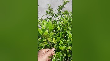 Tầm gửi của cây chanh có tác dụng chữa bệnh gì