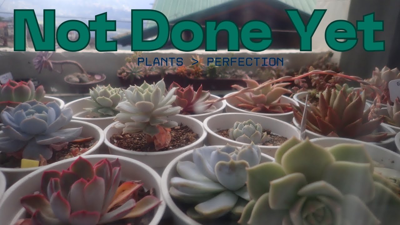 Succulent Garden Reset Pt. 2 | Rearranging the Balcony Until It Makes Sense