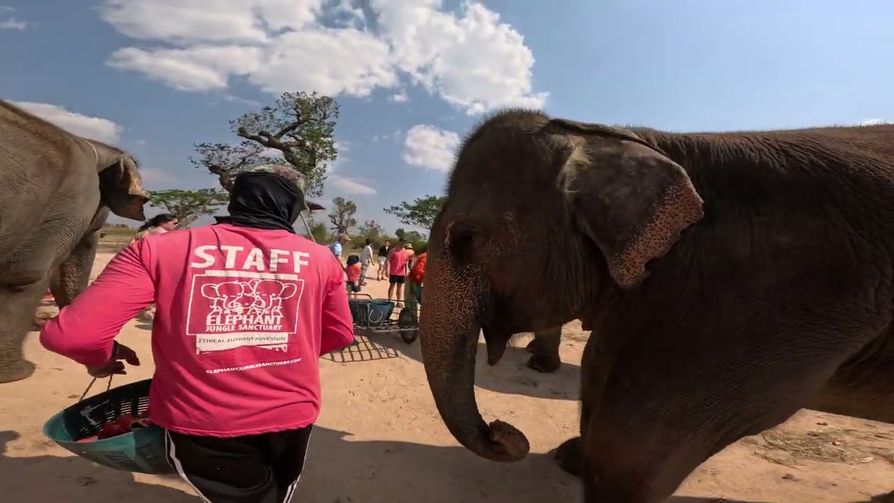 Lähdetään katsomaan rescue - norsuja Thaimaan Chon Burin maakuntaan. Upea päivä oli! 🐘🐘🐘