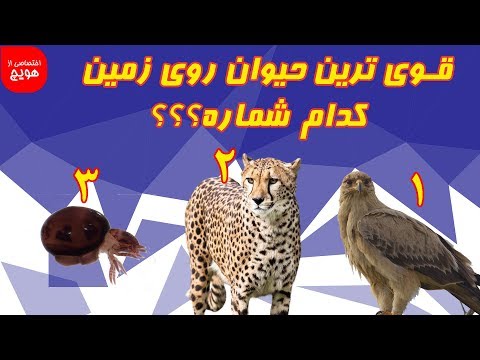 قوی ترین حیوانات که تصورش را هم نمی کنید