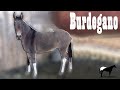 Burdéganos &quot;Mulas Roma O Burreños&quot; (Diferencias Con Las Mulas) 🐴-Del Cerro Soy