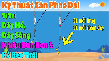 ✨Câu Đài Vị Trí Đáy Hồ, Đáy Sông Nhiều Bùn & Rễ Bèo Thối 👉 Cân Phao Một Mồi Lửng Một Mồi Chạm Đáy