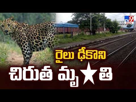 Chandrapur Shocking Wildlife Incident : రైలు ఢీకొని చిరుత మృ*తి | Train Hits Cheetah - TV9 - TV9